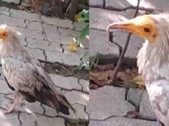 इटावा के भाजपा कार्यालय में पहुंचा सफेद रंग का दुर्लभ कैटेगरी का मेहमान!