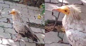 इटावा के भाजपा कार्यालय में पहुंचा सफेद रंग का दुर्लभ कैटेगरी का मेहमान!