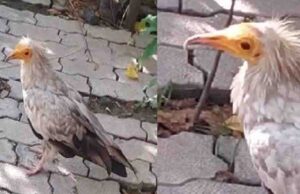 इटावा के भाजपा कार्यालय में पहुंचा सफेद रंग का दुर्लभ कैटेगरी का मेहमान!