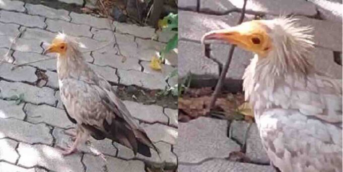 इटावा के भाजपा कार्यालय में पहुंचा सफेद रंग का दुर्लभ कैटेगरी का मेहमान!